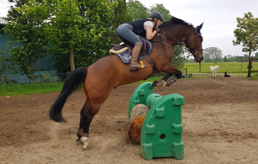 Springunterricht auf der Reitanlage Zimmer durch die Reitschule Zimmer